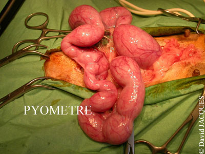 Ovariohystérectomie-1